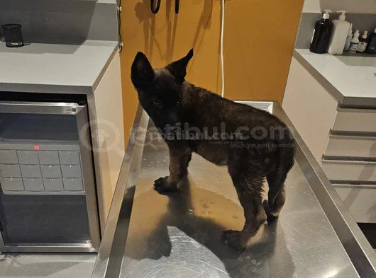 3 Aylık Dişi Tüm Eşyalarıyla Verilecektir görsel