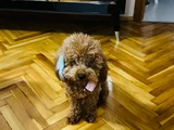 Poodle Yavru Küçük Irk