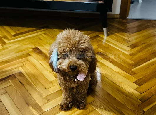 Poodle Yavru Küçük Irk görsel