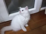 Pamuk Bebekler
