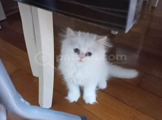 Pamuk Bebekler
