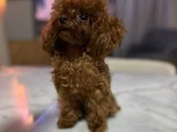 Micro Tea Cup Kore Poodle Kizimiz