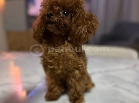 Micro Tea Cup Kore Poodle Kizimiz görsel