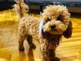 Poodle Yavru Küçük Irk