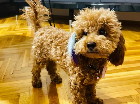 Poodle Yavru Küçük Irk görsel