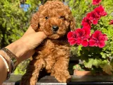 Toy Poodle Irk Ve Sağlik Garanti̇li̇