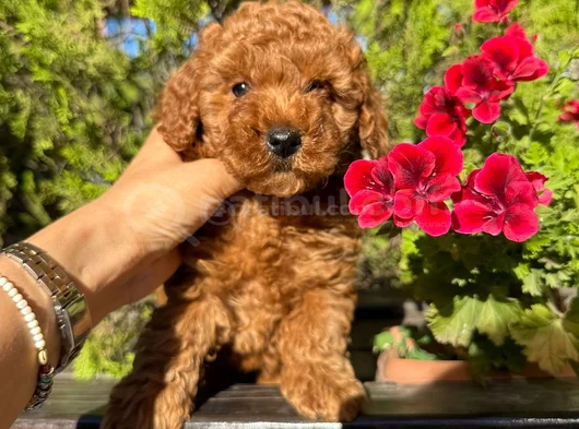 Toy Poodle Irk Ve Sağlik Garanti̇li̇ görsel