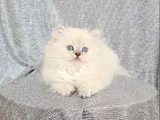 Elmas Gözlü Bearface Bri̇ti̇sh Longhai̇r Safkan Di̇şi̇ Yavrum