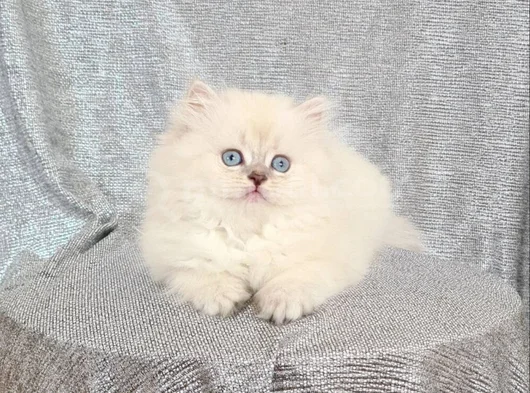 Elmas Gözlü Bearface Bri̇ti̇sh Longhai̇r Safkan Di̇şi̇ Yavrum görsel