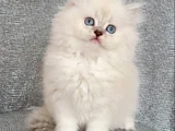 Elmas Gözlü Bearface Bri̇ti̇sh Longhai̇r Safkan Di̇şi̇ Yavrum