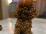 Micro Tea Cup Kore Poodle Kizimiz