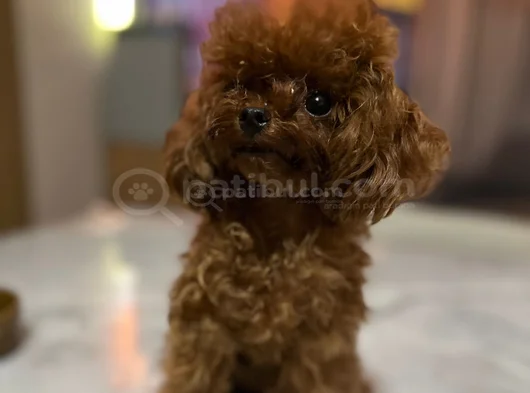 Micro Tea Cup Kore Poodle Kizimiz görsel