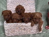 Eğitimli ve Sosyal Toy Poodle Yavrular