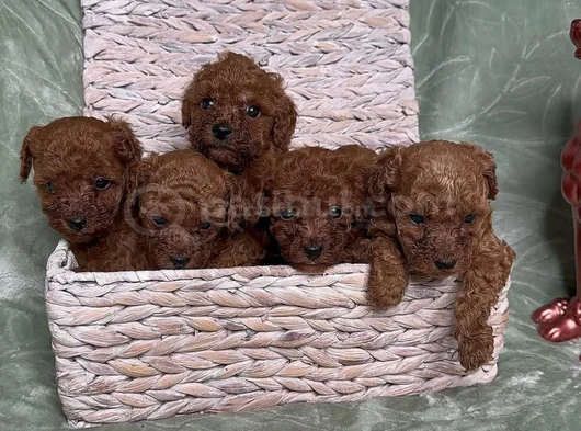 Eğitimli Ve Sosyal Toy Poodle Yavrular