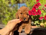 Toy Poodle Irk Ve Sağlik Garanti̇li̇
