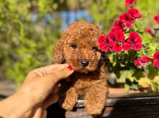 Toy Poodle Irk Ve Sağlik Garanti̇li̇