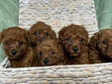 Eğitimli Ve Sosyal Toy Poodle Yavrular
