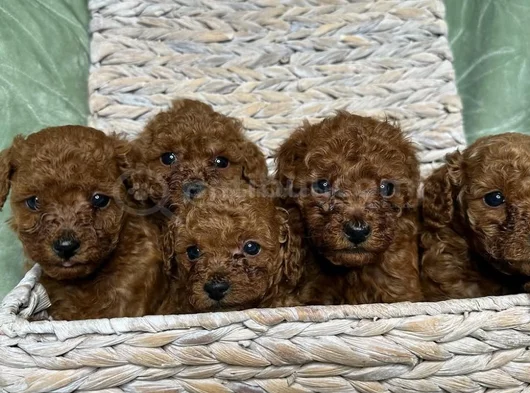 Eğitimli Ve Sosyal Toy Poodle Yavrular görsel