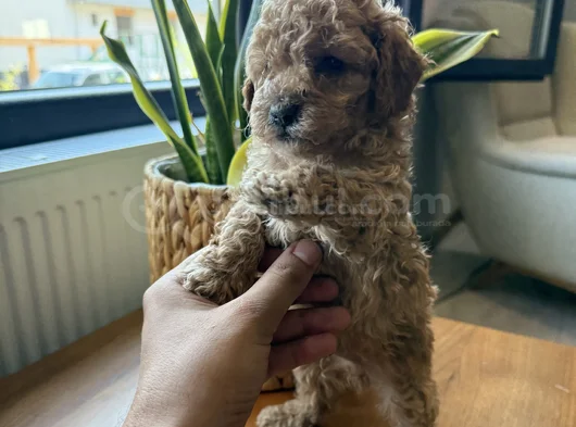 Toy Poodle Bebekler Yeni Yuvalarını Bekliyor görsel