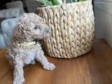 Toy Poodle Bebekler Yeni Yuvalarını Bekliyor