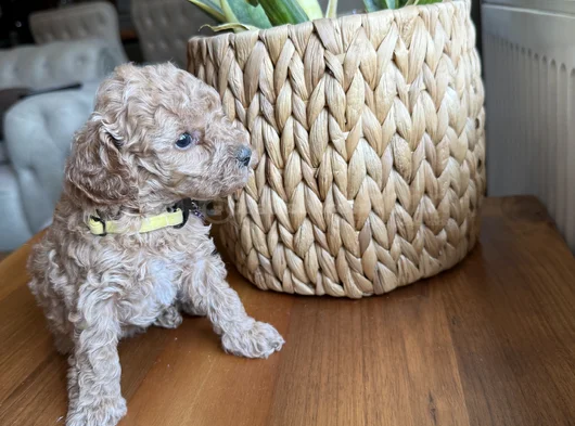 Toy Poodle Bebekler Yeni Yuvalarını Bekliyor görsel