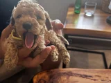 Toy Poodle Bebekler Yeni Yuvalarını Bekliyor