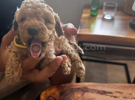 Toy Poodle Bebekler Yeni Yuvalarını Bekliyor