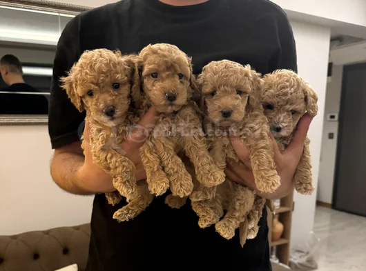 Toy Poodle Bebekler Yeni Yuvalarını Bekliyor görsel