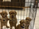 Toy Poodle Bebekler Yeni Yuvalarını Bekliyor
