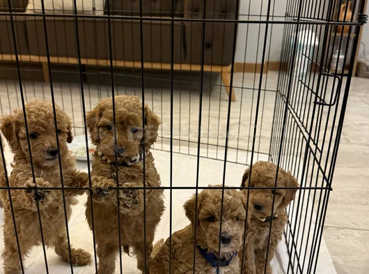 Toy Poodle Bebekler Yeni Yuvalarını Bekliyor görsel