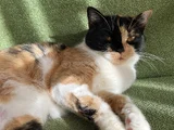 British Calico
