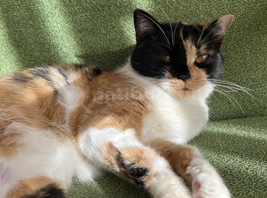 British Calico görsel