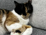British Calico