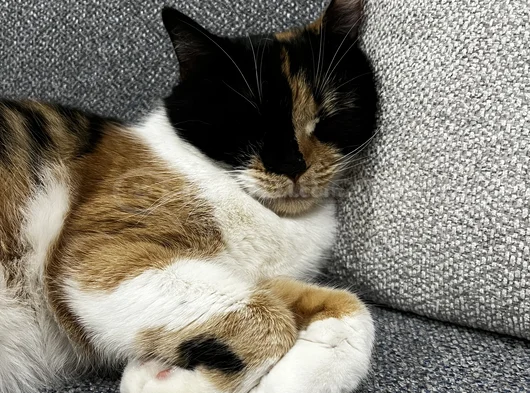 British Calico görsel