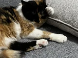 British Calico