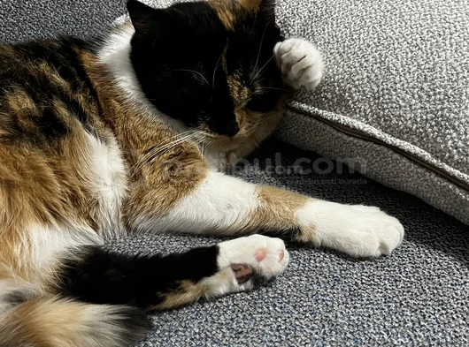 British Calico görsel