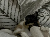 British calico