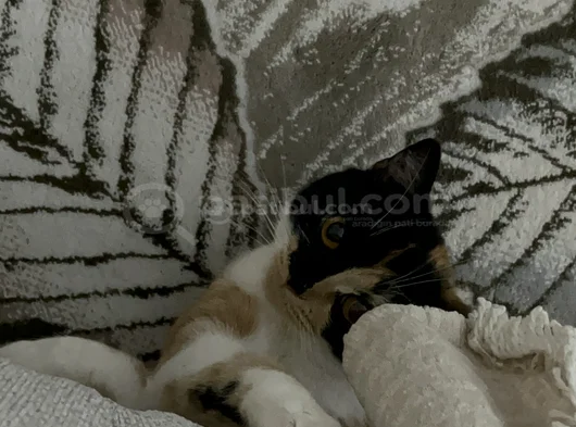 British Calico