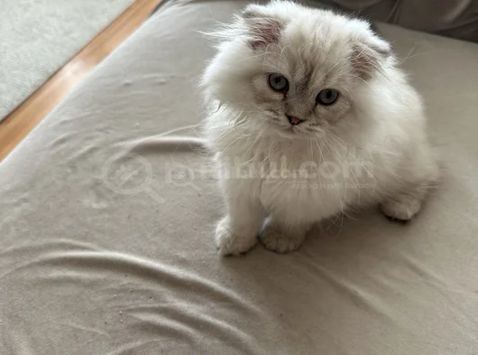 Scottish Fold Longhair Uygun görsel