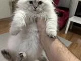 Scottish Fold Longhair Uygun