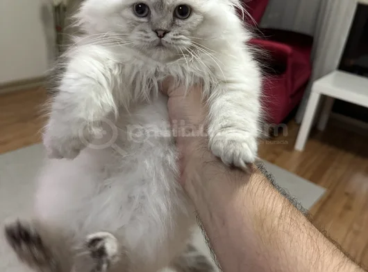 Scottish Fold Longhair Uygun görsel