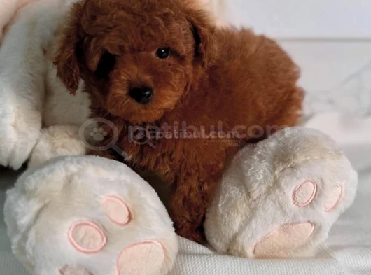 Show Kalite Toy Poodle Bebekler görsel