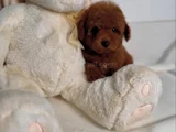 Show Kalite Toy Poodle Bebekler