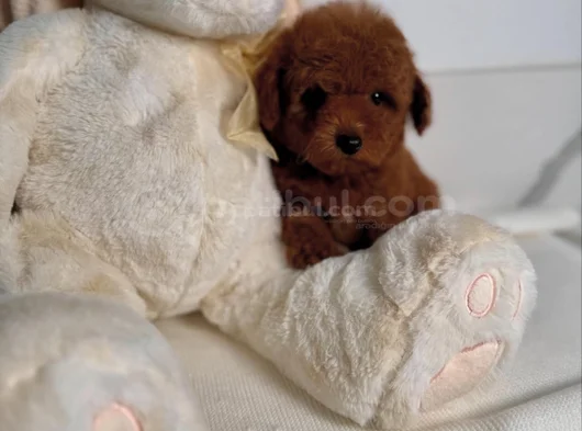 Show Kalite Toy Poodle Bebekler görsel