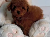 Show Kalite Toy Poodle Bebekler