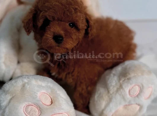 Show Kalite Toy Poodle Bebekler