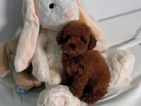 Show Kalite Toy Poodle Bebekler