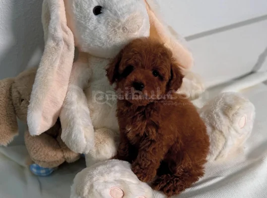 Show Kalite Toy Poodle Bebekler görsel