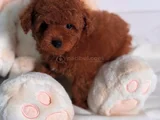 Show Kalite Toy Poodle Bebekler
