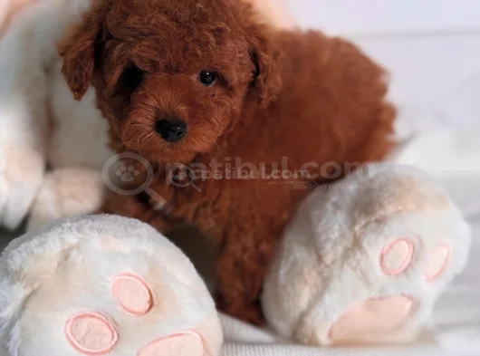 Show Kalite Toy Poodle Bebekler görsel